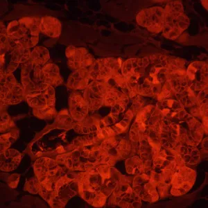 Микроскоп люминесцентный инвертированный MAGUS Lum V500L, изображение 5