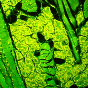 Микроскоп люминесцентный MAGUS Lum 450L, изображение 23