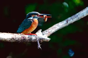 Фототелескоп Levenhuk Kelvin MAK90 AZ GOTO Wi-Fi, изображение 8