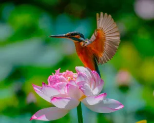 Фототелескоп Levenhuk Kelvin MAK60 mini AZ, изображение 7