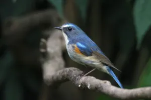 Фототелескоп Levenhuk Kelvin MAK80 AZ, изображение 8