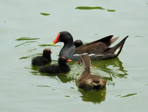 Фототелескоп Levenhuk Kelvin MAK80 AZ, изображение 10