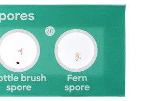 Набор микропрепаратов Levenhuk Discovery «Флора», 12 шт., изображение 4