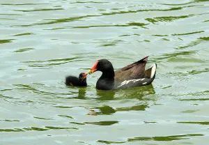 Фототелескоп Levenhuk Kelvin MAK127 AZ GOTO Wi-Fi, изображение 8