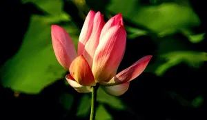 Фототелескоп Levenhuk Kelvin MAK127 AZ GOTO Wi-Fi, изображение 9