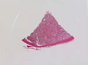 Набор микропрепаратов Konus 10: «Человеческое тело. Норма», изображение 8