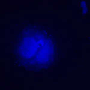 Микроскоп люминесцентный инвертированный MAGUS Lum V500L, изображение 6