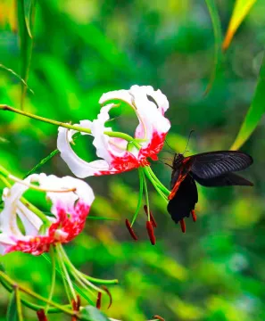 Фототелескоп Levenhuk Kelvin MAK60 mini AZ, изображение 9